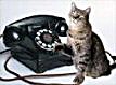 Cat calling